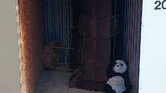 panda-bear