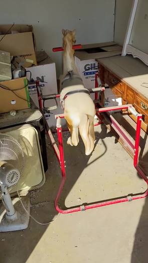 Rocking-horse