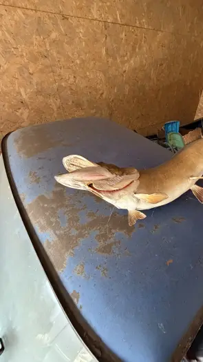 Fish